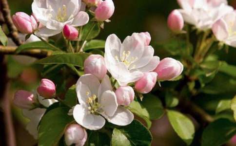 大魚海棠觀后感500字