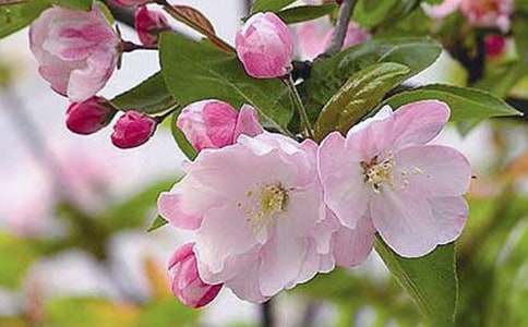 ���������ĺ��Ļ�����