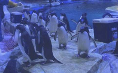 �δ��B�ϻ������󹫈@����