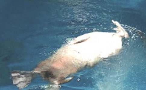 ���B�O�غ��󹫈@��������