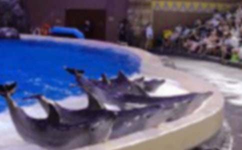 海豚小學作文450字