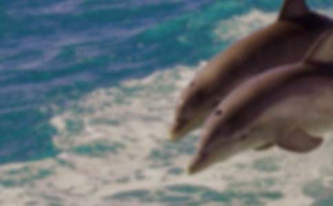 關于海豚的作文600字(通用5篇)