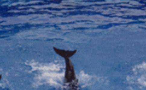 《藍色的海豚島》讀后感作文400字