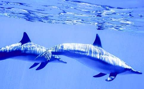 描寫海豚灣作文范文3篇