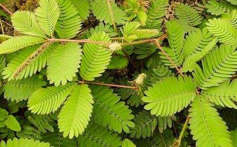 �茑���߲ݵ����꼉����300�֣�ͨ��30ƪ��