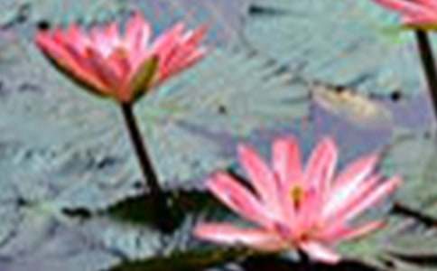 �茑����ĺɻ�����600��