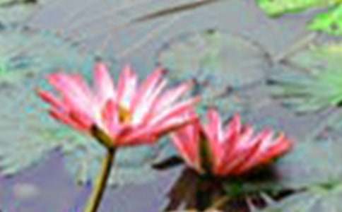 �P���茑�ɻ��ă�������