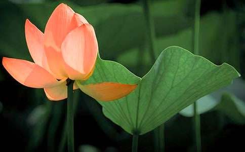 仿寫荷花作文(通用30篇)