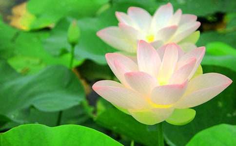 �茑�ɻ����~�Z��Ԋ��