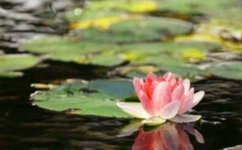 �ۼҐۇ����l��ƽ���ģ����x29ƪ��