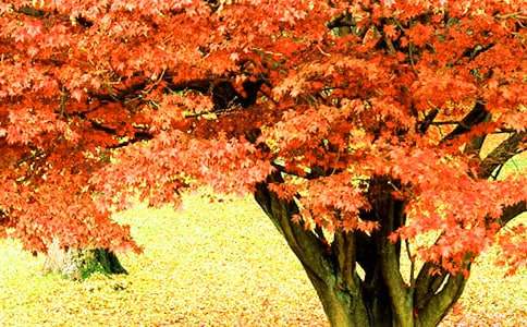 ��ɽ�t�~����