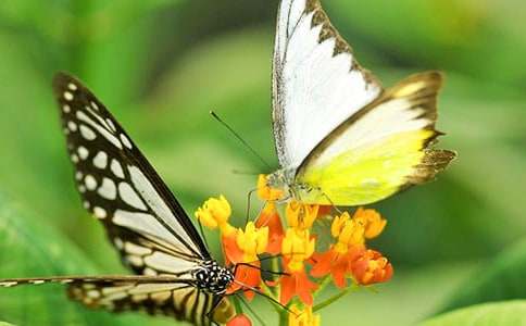 觀察蝴蝶蘭變化的作文范文