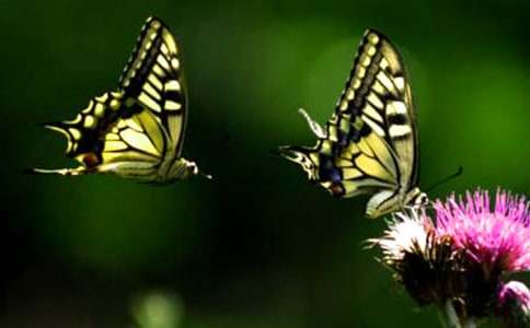 һֻ������͑׃����2000��