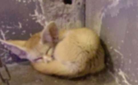 ���º�؂�͞��f����