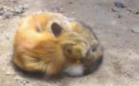 續寫《烏鴉與狐貍》