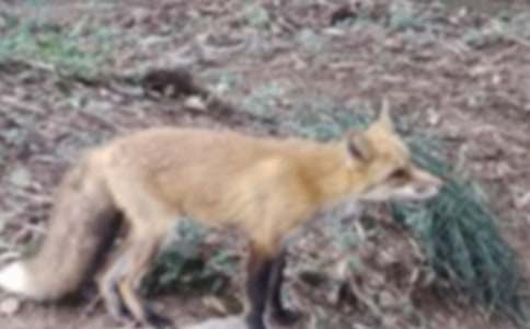 作文:童話中的狐貍