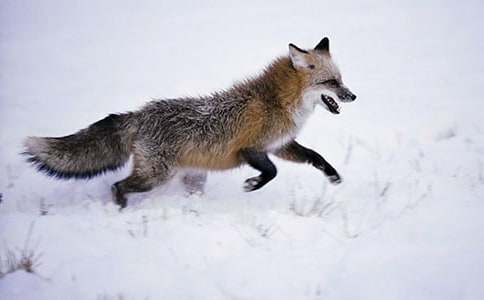 狡猾的狐貍童話作文