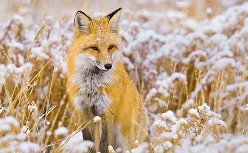 小學生作文獵狗斗狐貍