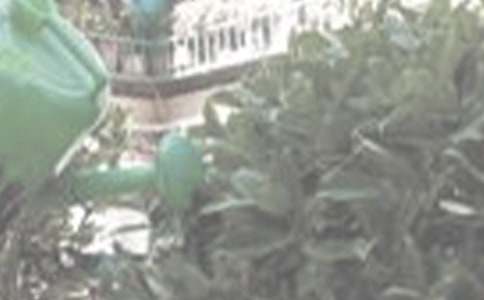 【精華】澆花作文300字8篇