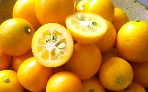 【熱】觀察金桔的作文