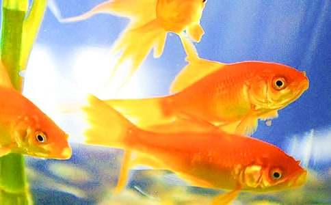 �P�ڽ��~�^��������ƪ