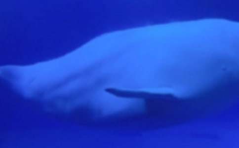 鯨魚作文300字8篇