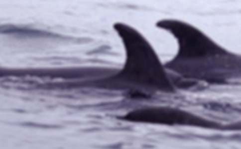 請認真聽聽鯨魚的自述作文