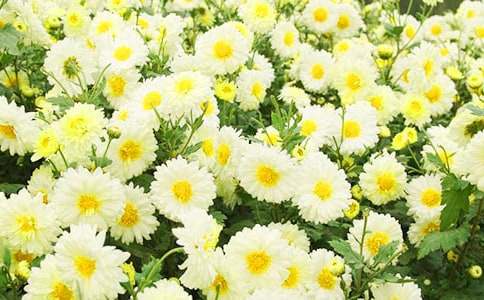 �茑�ջ�������500�֣�ͨ��27ƪ��