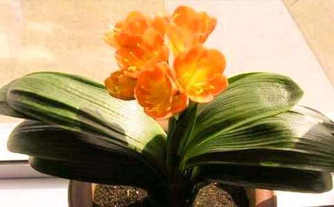 �����ľ����m����300��