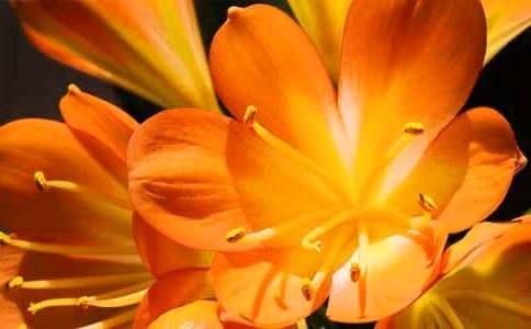 君子蘭的觀察作文(精選10篇)