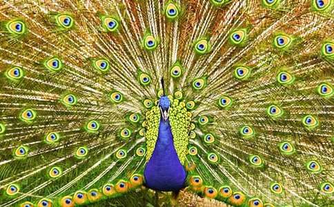 ���P��ȸ�~������