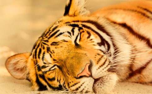 ���B�ϻ�����������