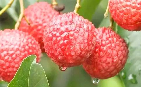 �P����֦������500�֣�ͨ��30ƪ��