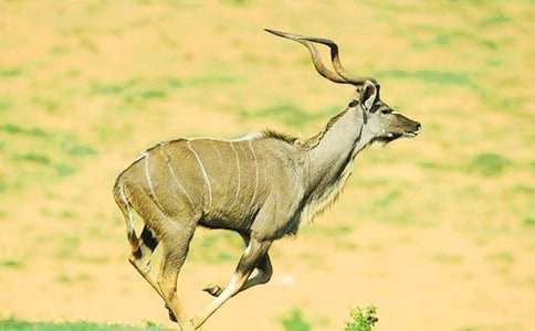 續寫《羚羊木雕》優秀作文