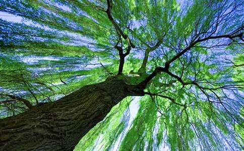 春天的柳樹抒情作文(精選7篇)