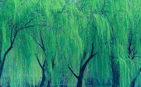 �����茑����