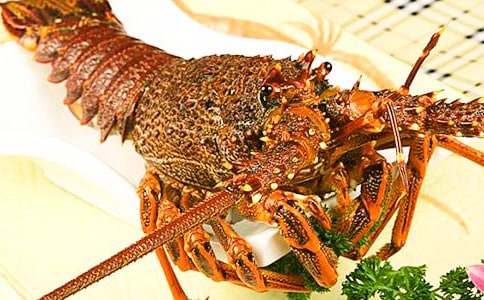 龍蝦與蝦龍的抒情作文