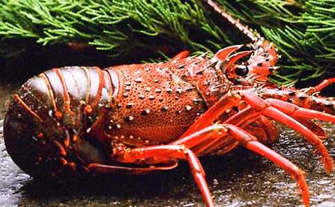 狐貍和小龍蝦小學生獲獎作文