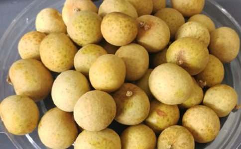 懷念家鄉的龍眼樹小學作文