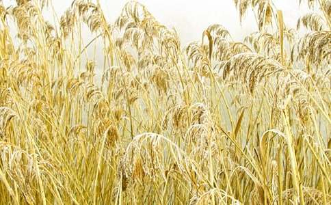 ������JȔ���ģ����x25ƪ��