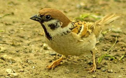 �����W���������ģ���ȸ�ְ�