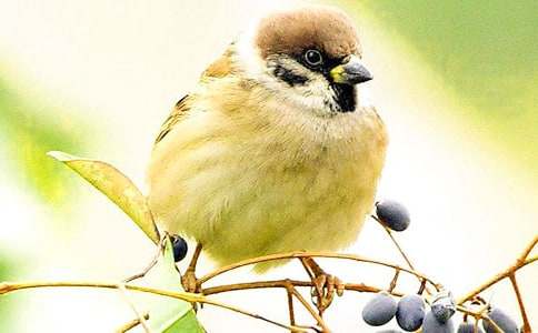 ����w�е���ȸԢ�Թ���