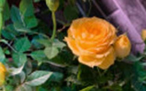 ��ϲ�gõ�廨������600��