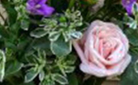 �Ґ�õ�廨����300�֣����x42ƪ��