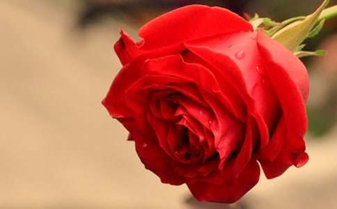 �茑���̵�õ������