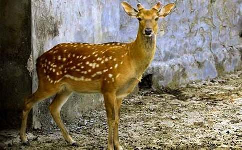 ��һ��ι÷��¹350������