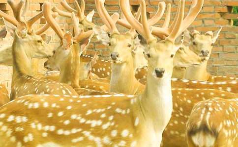 ÷��¹��С��������