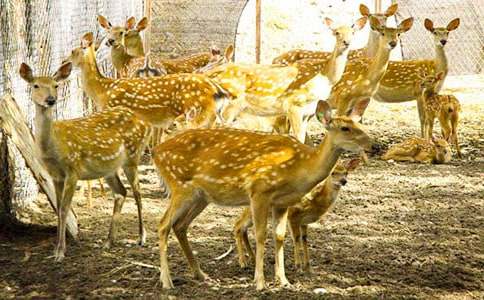 梅花鹿的作文通用15篇