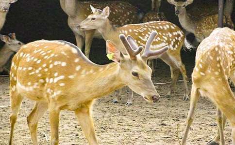 ÷��¹�c��lŮ������