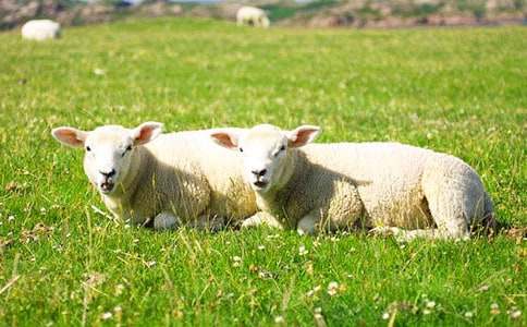 綿羊的追求寓言小故事